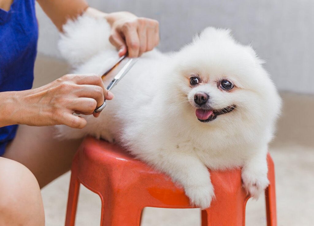 How to Groom Your Pet at Home