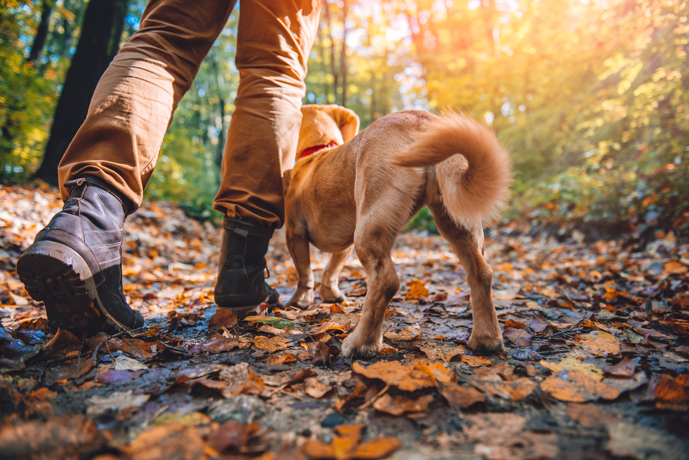 How to Keep Your Pet Active and Fit