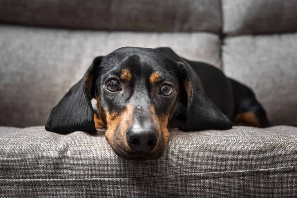 How to Recognize and Address Signs of Illness in Your Pet