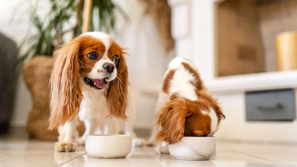 a Healthy Diet for Your Beloved Pet